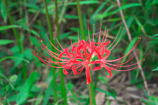 石蒜花彼岸花