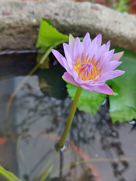 石缸紫蓮花盛開