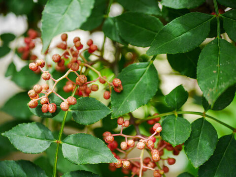 花椒樹(shù)