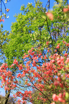麻城杜鵑花