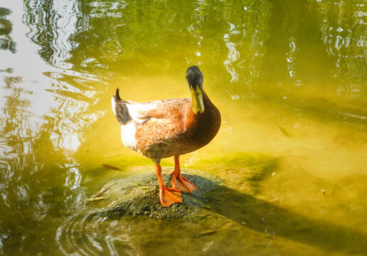 火炬公園的野鴨