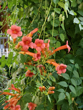 凌霄花