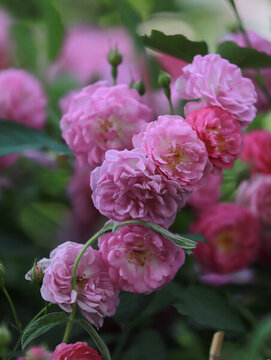 薔薇花開