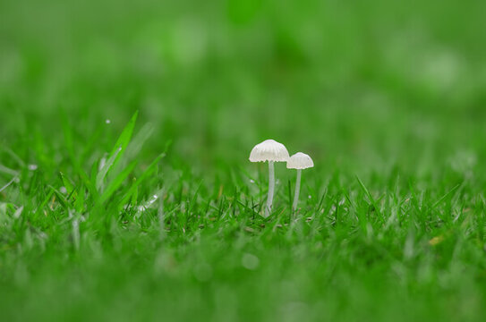 中國江南地區(qū)雨季野外生長的蘑菇