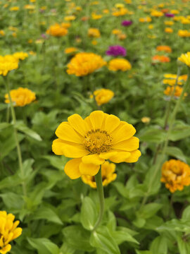 百日菊