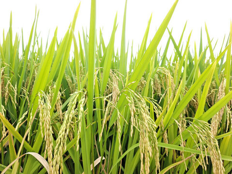 榮縣賴(lài)河壩稻穗