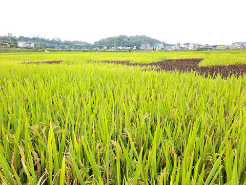 榮縣賴河壩水稻