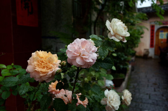 汀州路邊月季花卉