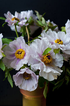 芍藥花