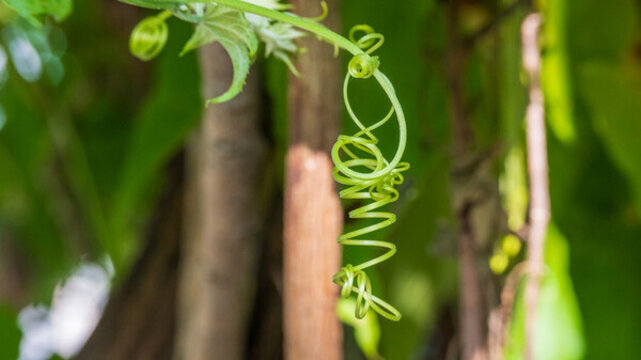 植物卷須