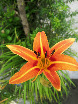 黃花菜