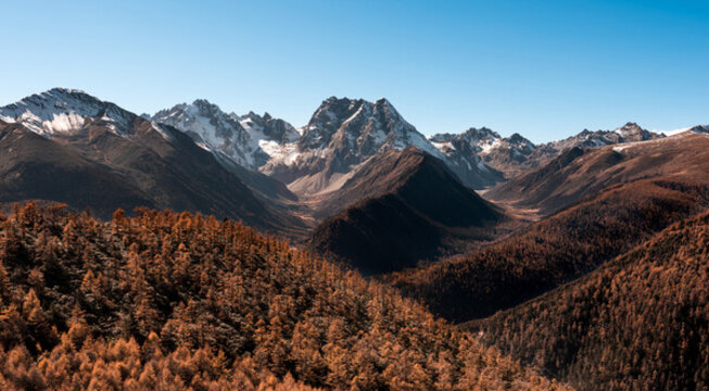 深秋的白馬雪山腳下秋葉盡黃