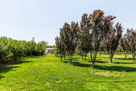 中央公園草坪