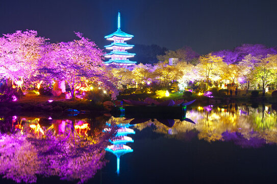 武漢櫻花園夜景