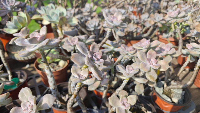 多肉植物