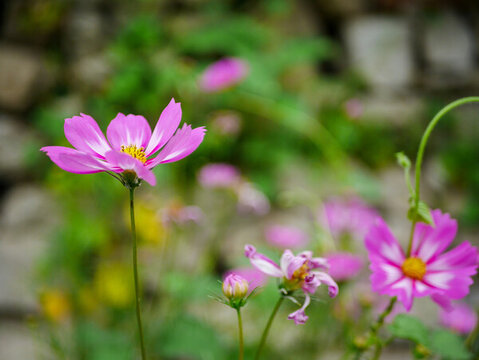 秋英花開(kāi)