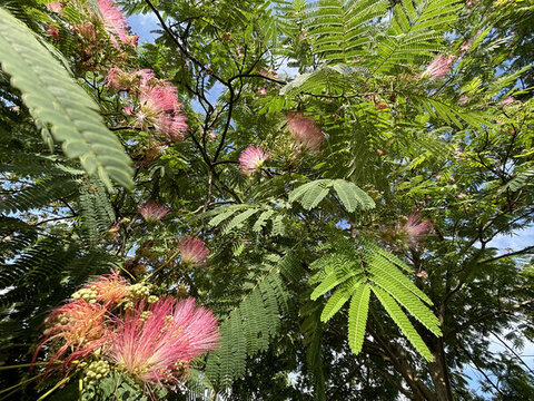 合歡花