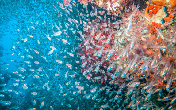 海底魚群