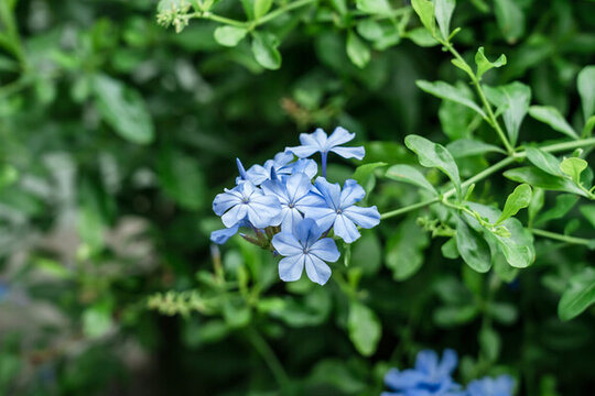 藍(lán)雪花