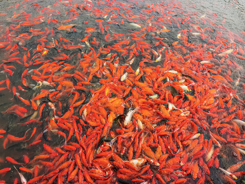 池塘紅魚(yú)