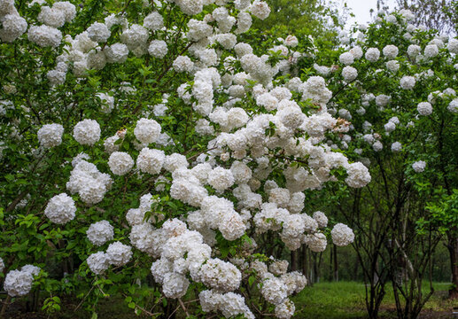 繡球花
