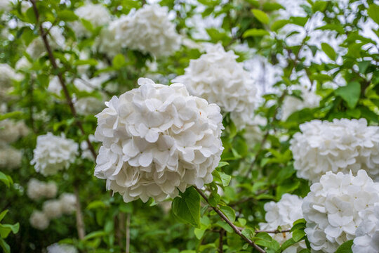 繡球花