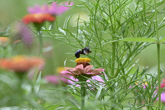 蜜蜂鮮花