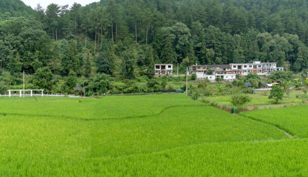鄉(xiāng)村稻田