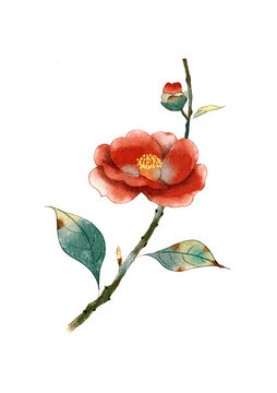山茶花