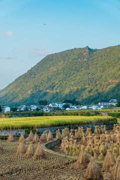興義萬(wàn)峰林的稻田風(fēng)光