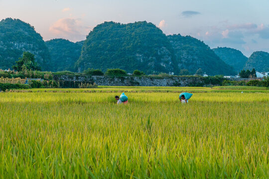 九月份的興義萬(wàn)峰林田園風(fēng)光