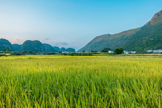 九月份的興義萬(wàn)峰林田園風(fēng)光