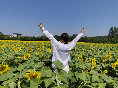 女人和向日葵