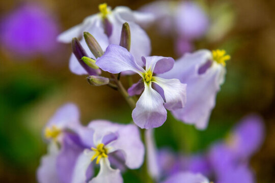 二月蘭諸葛菜二月藍(lán)小紫花