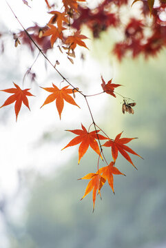 秋天戶外漂亮的楓葉紅了