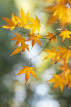 秋天戶外漂亮的楓葉紅了