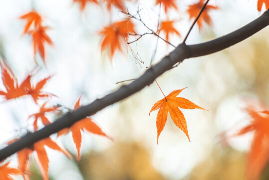 秋天戶(hù)外漂亮的楓葉紅了