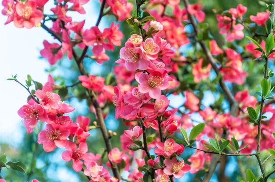春天盛開(kāi)的貼梗海棠花