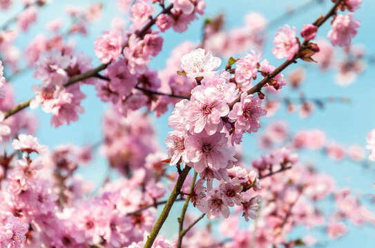 春天盛開(kāi)的美人梅花