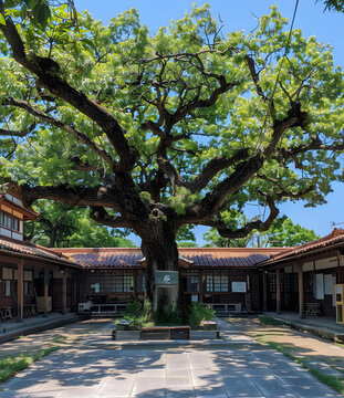 日本傳統(tǒng)民居庭院，院內(nèi)有一棵大樹