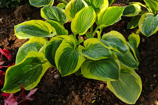 多年生宿根植物玉簪