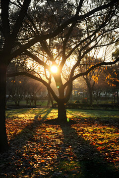 秋日的公園里，陽光透過樹木照耀在草地上，樹葉在陽光下閃耀著金黃色的光芒