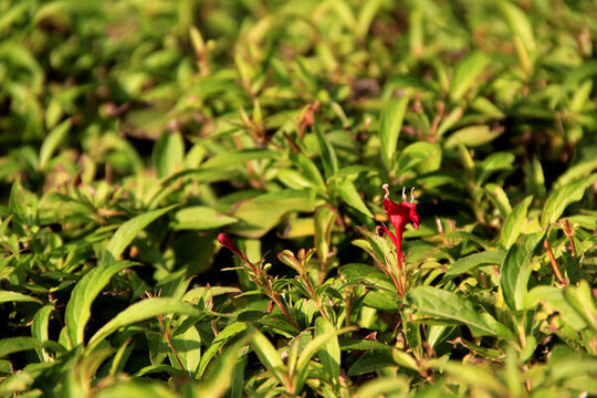 綠葉紅花