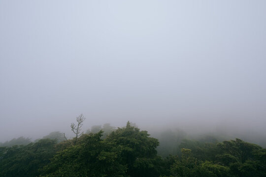葡萄牙辛特拉景區(qū)森林植被