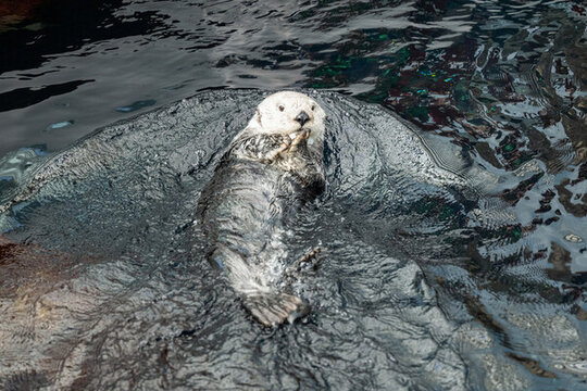 可愛的海獺特寫