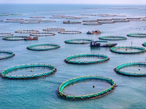 南麂島海上牧場水產養(yǎng)殖風光