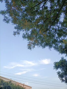 仰拍樹枝天空