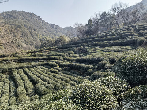 茶園