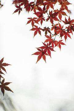 秋天戶外漂亮的楓葉紅了