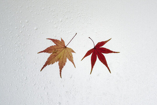 秋天戶外漂亮的楓葉紅了